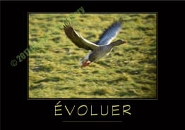 EVOLUER-Verbe_OK_PostersGallery_copyr