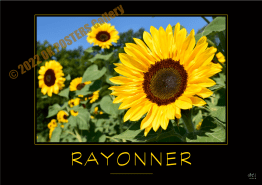 RAYONNER-Verbe_OK_PostersGallery_copyr