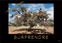 SURPRENDRE-Verbe_OK_PostersGallery-2022_copyr
