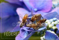 FÉDÉRER
