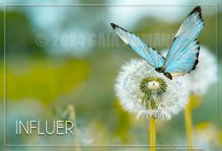 INFLUER