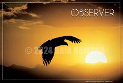 OBSERVER