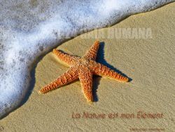 N°01 ~ LA NATURE EST MON ELEMENT