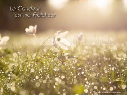 N°09 ~ LA CANDEUR EST MA FRAÎCHEUR