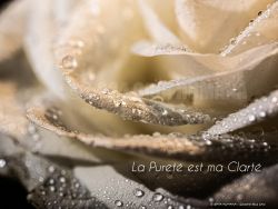 N°17 ~ LA PURETE EST MA CLARTE