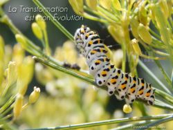 N°28 ~ LA TRANSFORMATION EST MON EVOLUTION