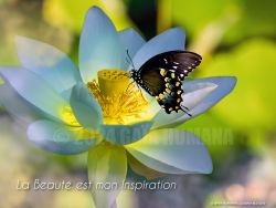 N°29 ~ LA BEAUTE EST MON INSPIRATION